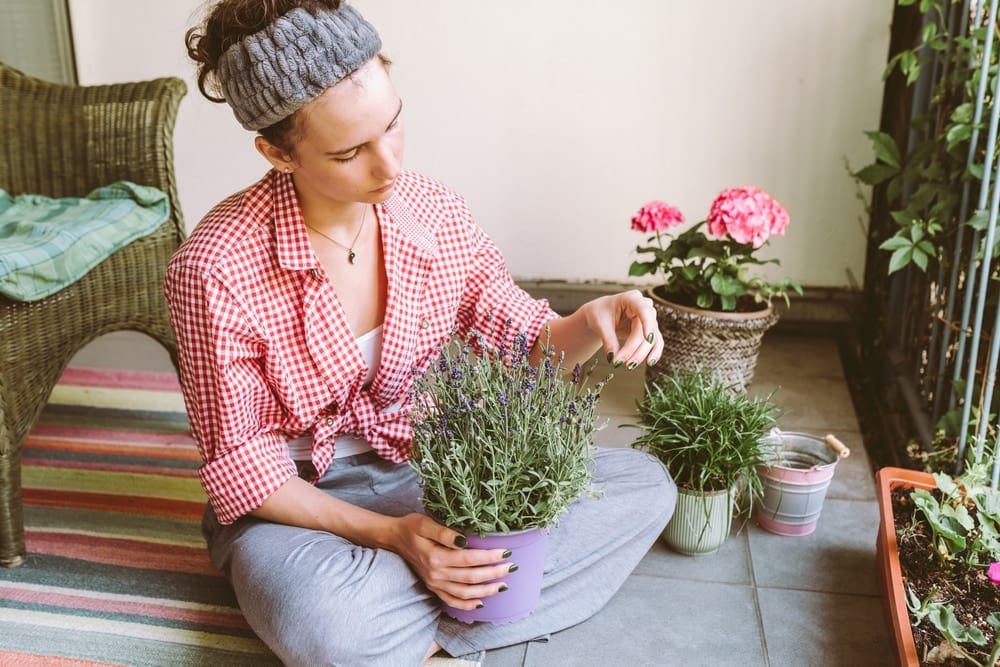 Four powerful anti-anxiety herbs you can grow right now
