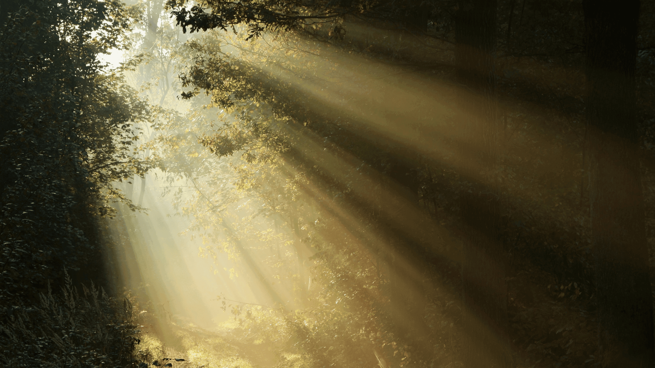 ‘Before the Light’: a poem by Richard Tyler on sharing your work